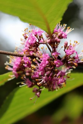 Callicarpa japonica - krásnoplodka japonská - květ2